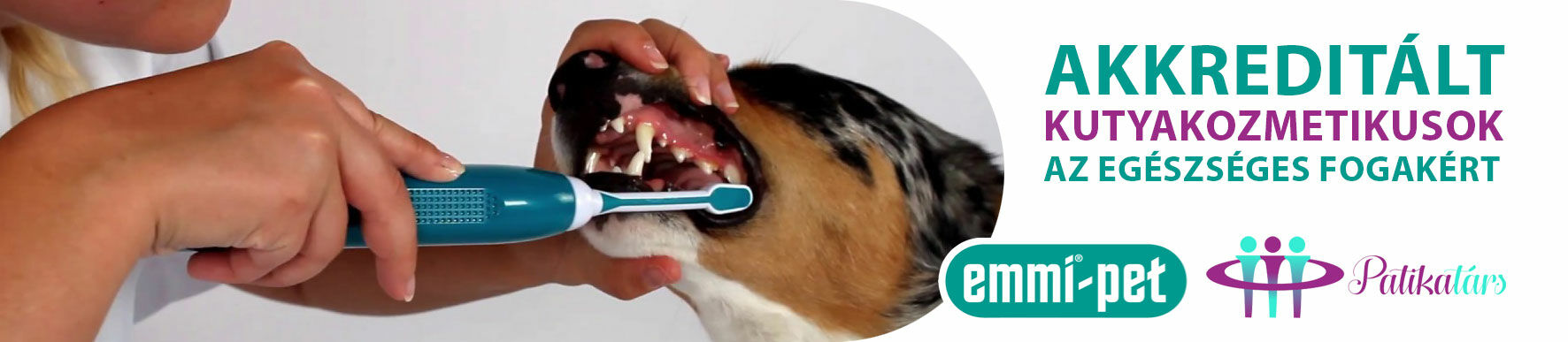 Akkreditált kutyakozmetikusok az egészséges fogakért